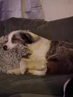 Linc, a male Aussiedoodle for sale in Ontario, OR – Photo 2 of 3