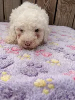 Christine , a female Sheepadoodle for sale in Ontario, OR – 2 of 2