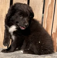 A, a male Australian Shepherd for sale in Ontario, OR – 3 of 4