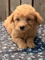 Maui, a male Poodle - Toy  and Miniature Aussiedoodle for sale in Ontario, OR – 3 of 7