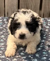 Kona, a male Poodle - Toy  and Miniature Aussiedoodle for sale in Ontario, OR – 2 of 4