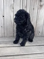 Midnight, a female Poodle - Miniature  for sale in Ontario, OR – Photo 6 of 6