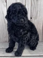 Midnight, a female Poodle - Miniature  for sale in Ontario, OR – Photo 3 of 6