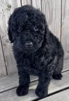 Midnight, a female Poodle - Miniature  for sale in Ontario, OR – Photo 2 of 6