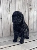 Midnight, a female Poodle - Miniature  for sale in Ontario, OR – Photo 5 of 6