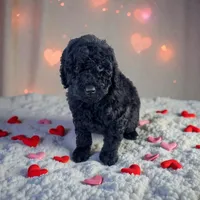 Midnight, a female Poodle - Miniature  for sale in Ontario, OR – Photo 1 of 6