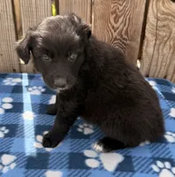 Dylan, a male Australian Shepherd for sale in Ontario, OR – 1 of 4