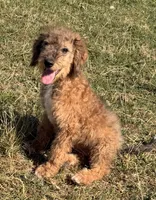 Flint, a male Miniature Australian Shepherd and Miniature Bernedoodle for sale in Ontario, OR – 3 of 4