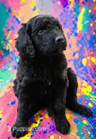 Rustler – Goldendoodle puppy for sale in Ontario, OR