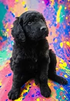 Rustler, a male Goldendoodle for sale in Ontario, OR – 1 of 2