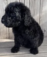 Coal, a male Poodle - Miniature  for sale in Ontario, OR – Photo 3 of 6