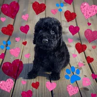 Coal, a male Poodle - Miniature  for sale in Ontario, OR – Photo 1 of 6
