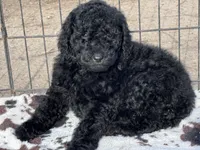 Coal, a male Poodle - Miniature  for sale in Ontario, OR – Photo 4 of 6