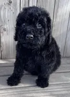Coal, a male Poodle - Miniature  for sale in Ontario, OR – Photo 2 of 6