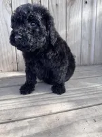 Coal, a male Poodle - Miniature  for sale in Ontario, OR – Photo 5 of 6