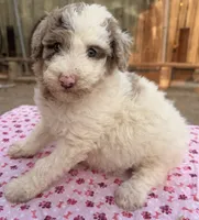 Whitney (Moyen). AKC, a female Poodle - Miniature  and Poodle - Standard  for sale in Ontario, OR – 2 of 4