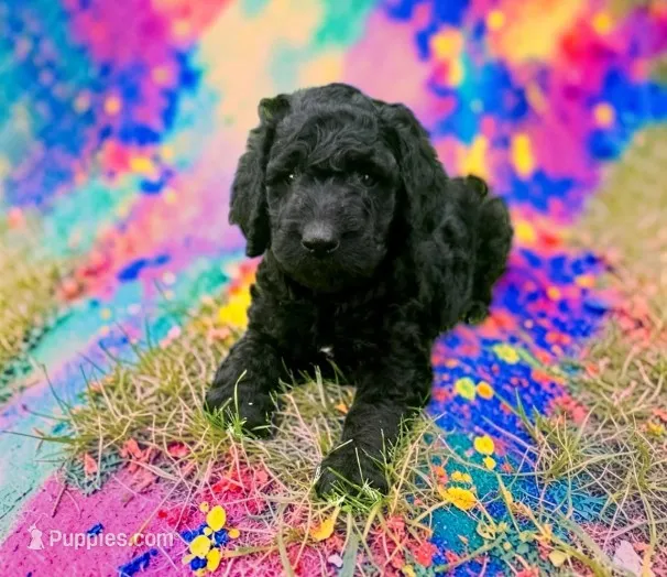 Alia (Jet) – Goldendoodle puppy for sale in Ontario, OR