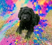 Alia (Jet), a female Goldendoodle for sale in Ontario, OR – 1 of 1
