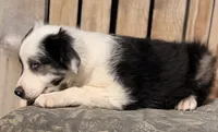 B, a male Australian Shepherd for sale in Ontario, OR – 2 of 4
