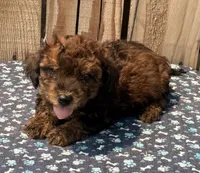 Zorro, a male Doxiepoo for sale in Ontario, OR – 5 of 5