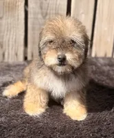 Zara, a female Doxiepoo for sale in Ontario, OR – 1 of 7