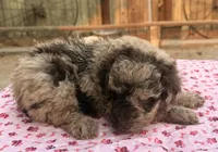Tweedy (Moyen) AKC, a female Poodle - Miniature  and Poodle - Standard  for sale in Ontario, OR – 2 of 3