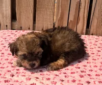 Zara, a female Doxiepoo for sale in Ontario, OR – 4 of 4