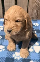 Reef, a male Goldendoodle for sale in Ontario, OR – 4 of 4