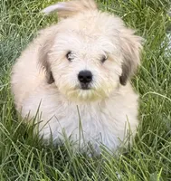 Zadie, a female Doxiepoo for sale in Ontario, OR – 3 of 8