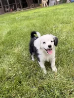 Meadow, a female Cavapoo and Miniature Australian Shepherd for sale in Ontario, OR – 3 of 3
