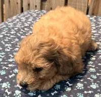 Zeke, a male Doxiepoo for sale in Ontario, OR – 2 of 4