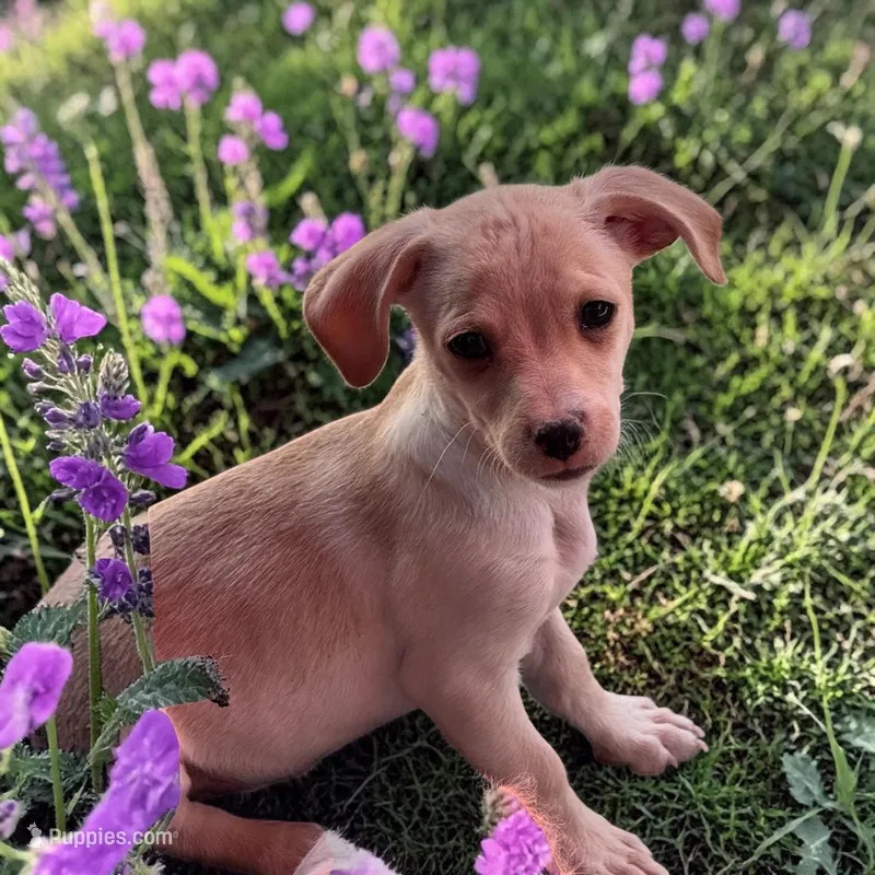 Picante – Havanese, Miniature Dachshund puppy for sale in Ontario, OR