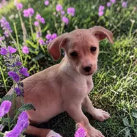 Picante, a male Havanese and Miniature Dachshund for sale in Ontario, OR – 1 of 2