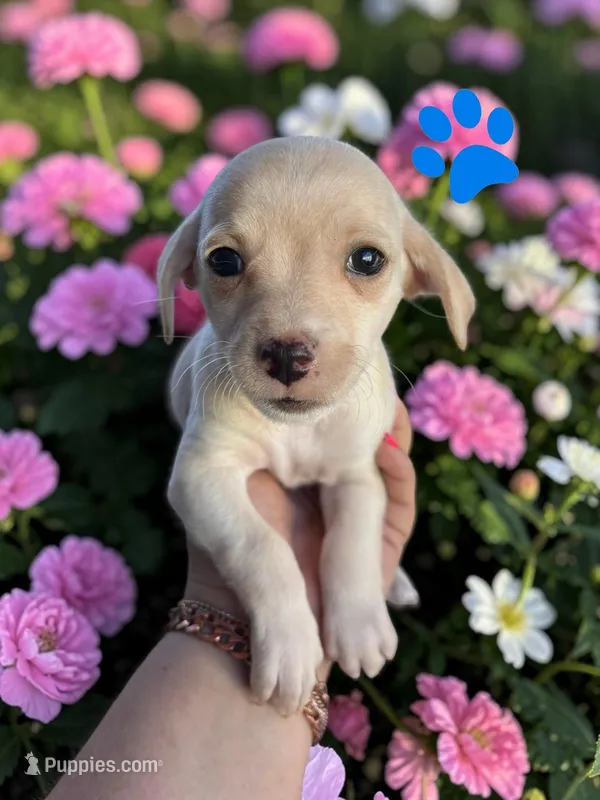 Picante – Havanese, Miniature Dachshund puppy for sale in Ontario, OR