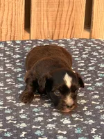 3, a male Havapoo for sale in Ontario, OR – 2 of 4