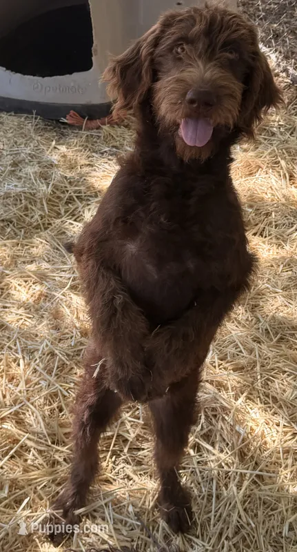 Abby – Australian Shepherd, Labrador Retriever puppy for sale in Ontario, OR