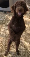 Abby, a male Australian Shepherd and Labrador Retriever for sale in Ontario, OR – 1 of 8