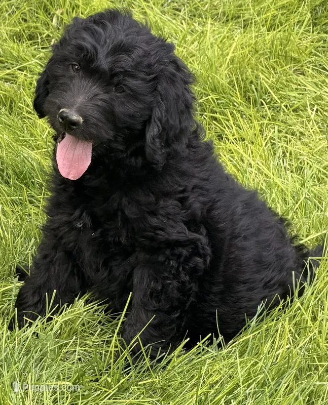 Levi – Goldendoodle puppy for sale in Ontario, OR