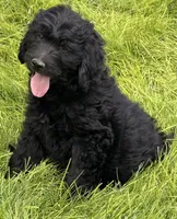 Levi, a female Goldendoodle for sale in Ontario, OR – 1 of 3