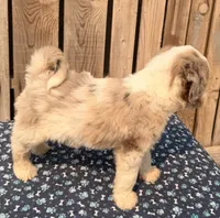 Mulberry, a male Miniature Australian Shepherd and Miniature Bernedoodle for sale in Ontario, OR – 4 of 4