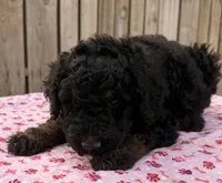 Sierra (Moyen). AKC , a female Poodle - Miniature  and Poodle - Standard  for sale in Ontario, OR – 5 of 5