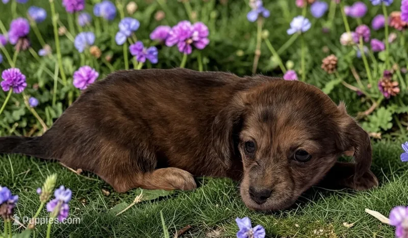 Nettie – Miniature Dachshund puppy for sale in Ontario, OR