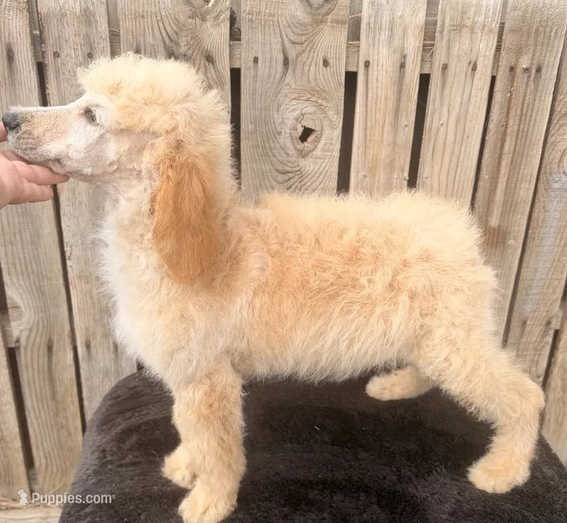 Apricot Tulip G  – Poodle - Standard  puppy for sale in Ontario, OR
