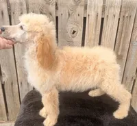 Apricot Tulip G , a female Poodle - Standard  for sale in Ontario, OR – 1 of 3