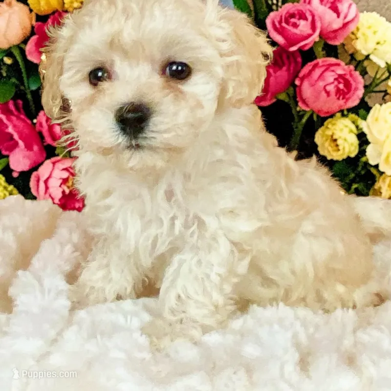 Canyon – Bichpoo, Poochon puppy for sale in Ontario, OR