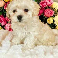 Canyon, a male Bichpoo and Poochon for sale in Ontario, OR – 1 of 1