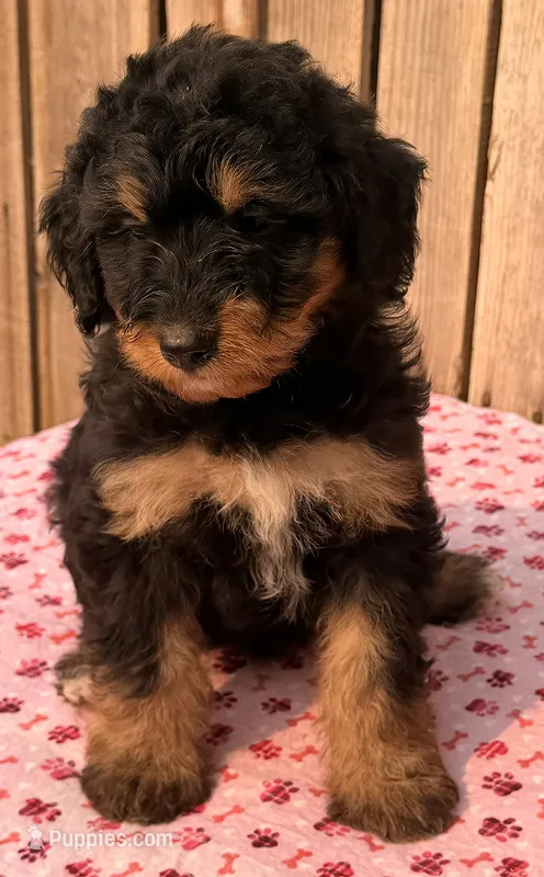 Tilly – Miniature Australian Shepherd, Miniature Bernedoodle puppy for sale in Ontario, OR