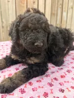 Sierra (Moyen). AKC , a female Poodle - Miniature  and Poodle - Standard  for sale in Ontario, OR – 3 of 5