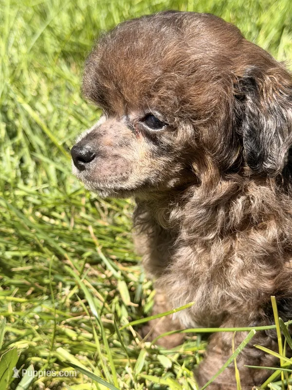 Tinker – Poodle - Miniature  puppy for sale in Ontario, OR