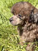 Tinker, a female Poodle - Miniature  for sale in Ontario, OR – 1 of 3